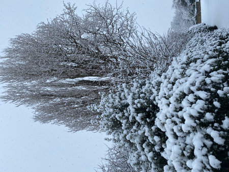 Winter landscape with trees and bushes covered with hoarfrost and snowの写真素材
