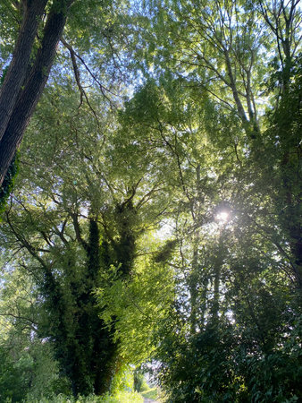 Sunlight through the branches of trees in the forest. Natural summer background.の写真素材