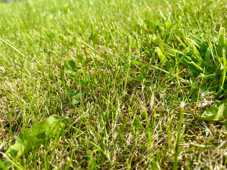 Green grass background with selective focus and shallow depth of field. Close-up.の写真素材