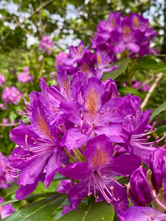 Purple rhododendron blossoms in the garden.の写真素材