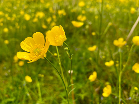 Flowering buttercup (Adonis vernalis) in a meadowの写真素材