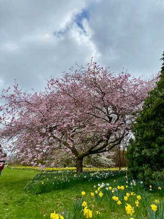 Beautiful blooming cherry tree in spring garden with daffodilsの写真素材
