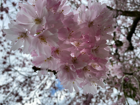 Cherry blossoms in full bloom in spring, close-upの写真素材