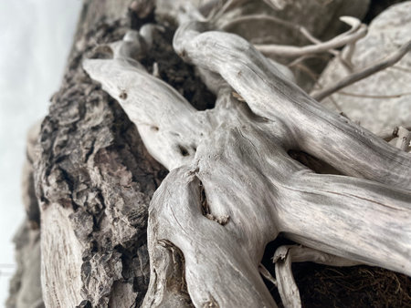 Close up of the root of a tree in the garden. Selective focus.の写真素材