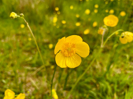 Yellow buttercup flowers (Trollius papilioides)の写真素材
