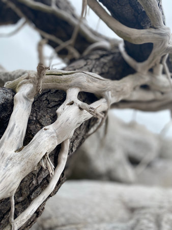 Close up of a branch of an old tree with white bark.の写真素材