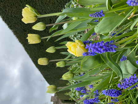 Yellow tulips and blue grape hyacinths in the gardenの写真素材