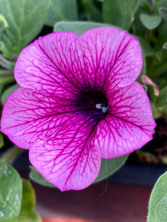 Purple Petunia flower in a pot on a sunny day.の写真素材