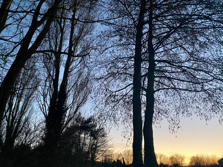 silhouette of trees in the park at sunset with blue skyの写真素材