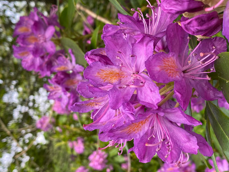 Purple rhododendron flowers blooming in the gardenの写真素材