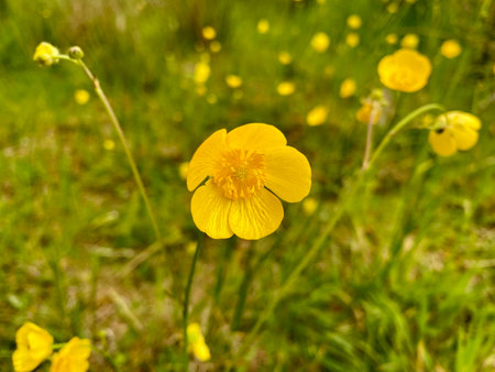 Close up of yellow buttercup flowers in bloom on a meadowの写真素材
