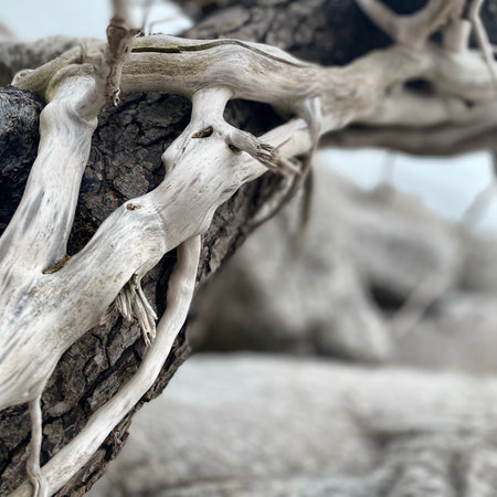 Close up of dry tree branches. Selective focus and shallow depth of field.の写真素材