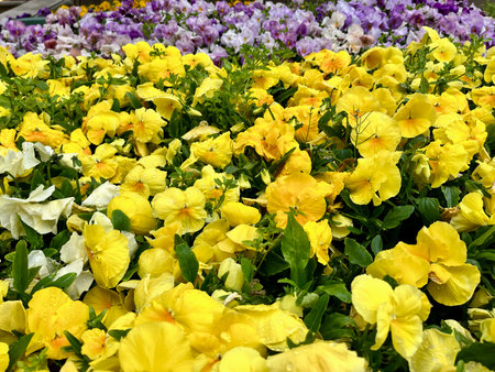 Colorful pansy flowers blooming in the garden, selective focusの写真素材