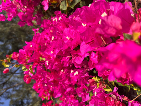 Bougainvillea flowers in the garden on sunny day.の写真素材