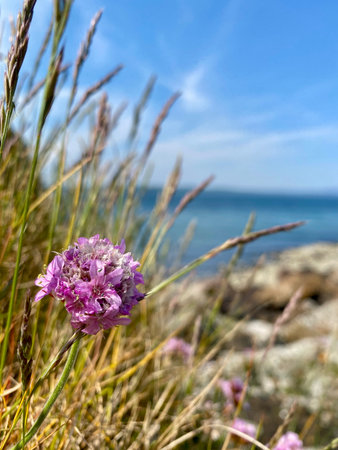 Wild purple flower on the seashore. Selective focus.の写真素材