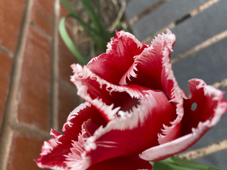 Red tulip on the terrace of the house, close-upの写真素材