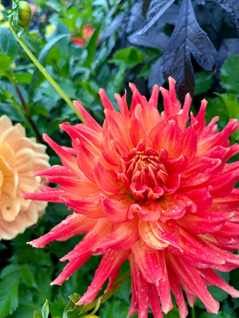 Dahlia flower in the garden with rain drops on petalsの写真素材