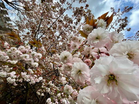 cherry blossom in springtime with blue sky and white cloudsの写真素材
