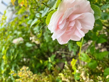 Beautiful pink rose blooming in the garden on a sunny dayの写真素材