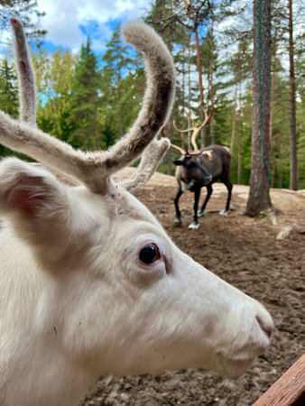 Reindeer in the forest with reindeer in the backgroundの写真素材