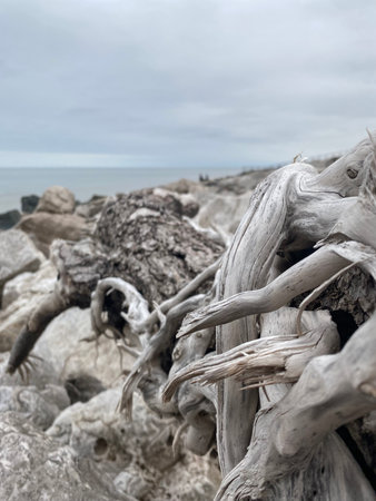 Dry tree trunk on the beach with the sea in the backgroundの写真素材