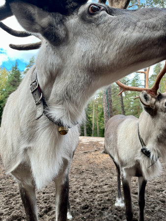 Reindeer in the forestの写真素材