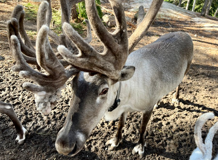 Reindeer in the zoo, Chiang Rai, Thailand.の写真素材