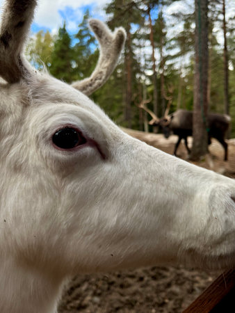 Close up of a white deer in a zoo in the summer.の写真素材