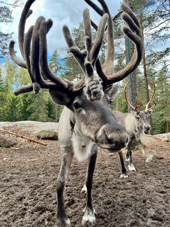 Reindeer with antlers in the forest.の写真素材