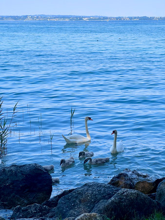 White swans swimming in the sea. Lake Balaton, Hungaryの写真素材