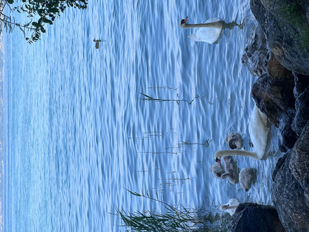 White swans swimming in the lakeの写真素材