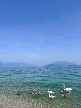 swans and ducks on lake garda in spring, italyの写真素材