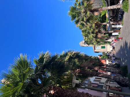 Palm trees on the streetsの写真素材