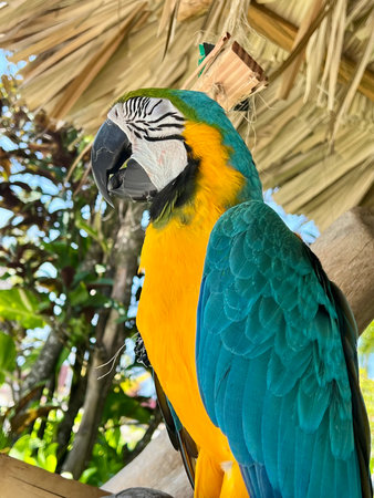 Blue and yellow macaw parrot sitting on a branch of palm treeの写真素材
