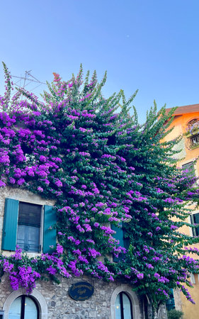 Flowering tree in the old townの写真素材