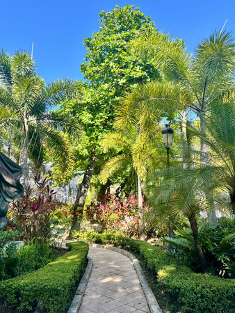 Beautiful garden with palm trees and green plants in sunny day.の写真素材