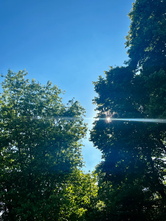 Sunbeams through the branches of trees against the blue sky.の写真素材
