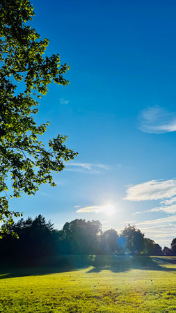 Sunset in the park with green grass and trees in the foregroundの写真素材
