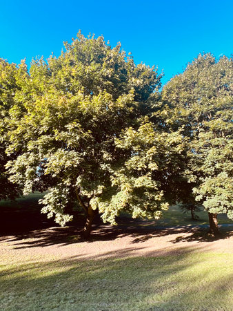 Trees in the park in autumn, sunny day, blue skyの写真素材