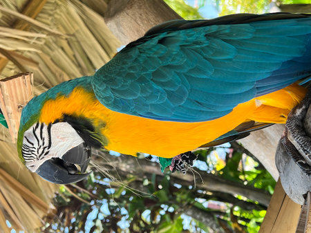 Beautiful macaw parrot on the tree in the park.の写真素材