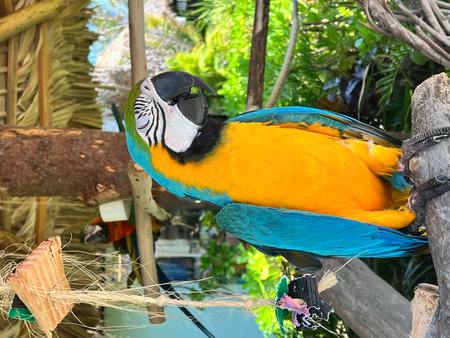 Blue and yellow macaw sitting on a branch in the garden.の写真素材