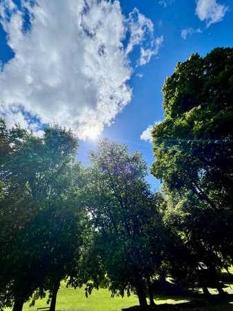 Beautiful summer landscape with trees on a background of blue sky with cloudsの写真素材