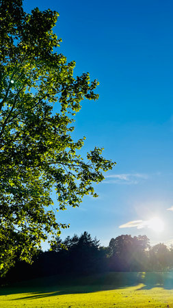 Sunset in the park with trees and grass on a sunny dayの写真素材