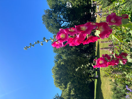 Pink hollyhock flowers in the garden against the blue skyの写真素材