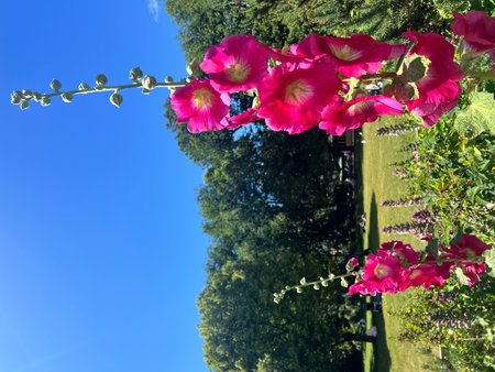 Pink hollyhock flowers against the blue sky with copy spaceの写真素材