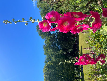 Pink hollyhock flowers in the garden against the blue skyの写真素材