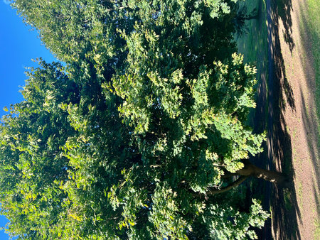Aerial view of trees in the park at sunny summer day.の写真素材