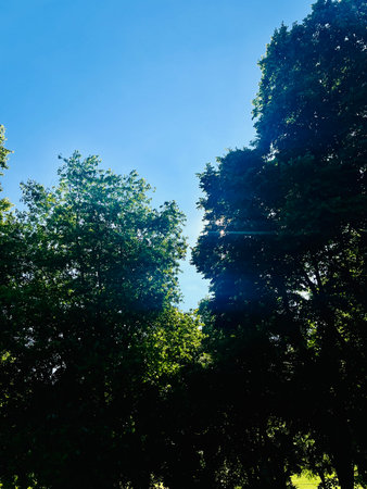 Green trees against the blue sky. Nature background with space for text.の写真素材