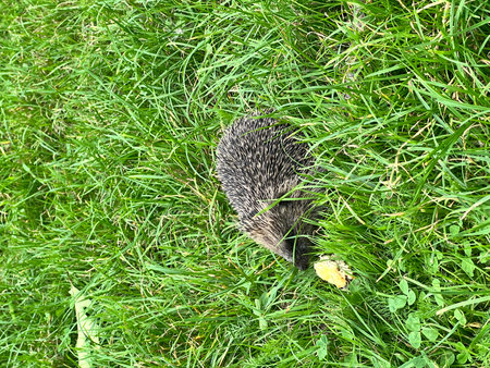 Hedgehog on the green grass. Wild, native, European hedgehog.の写真素材