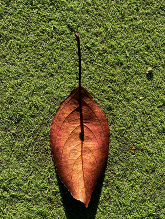 The sunlight highlights the leafs delicate texture, creating a vivid contrast between natures elements.の写真素材